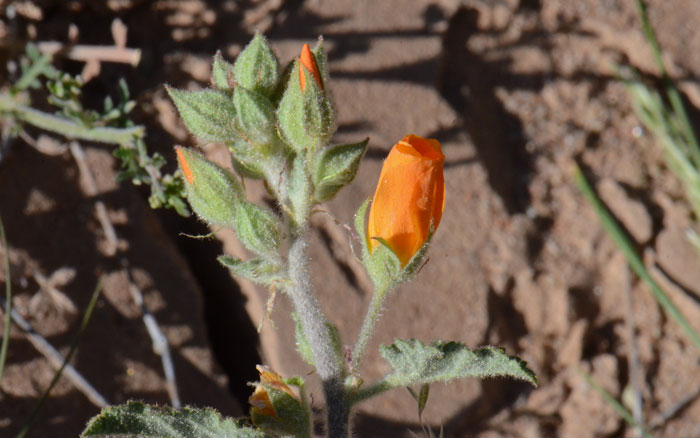 Sphaeralcea coulteri, Coulter's Globemallow Sphaeralcea coulteri, Coulter's Globemallow